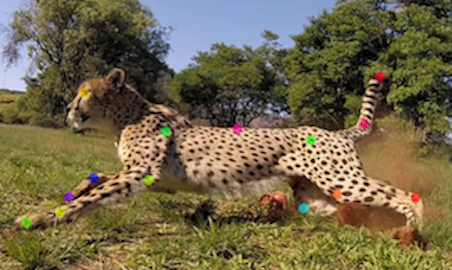 Análise de pose de um guepardo